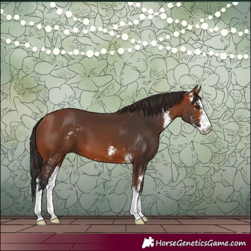 Horse Color:Bay Sabino