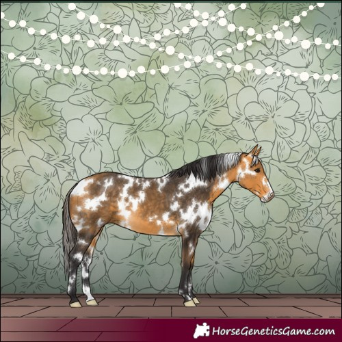Horse Color:White Spotted Buckskin 