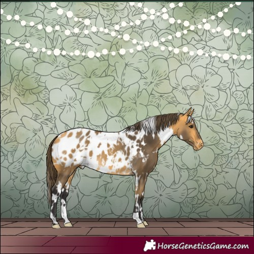 Horse Color:White Spotted Buckskin Blanket 