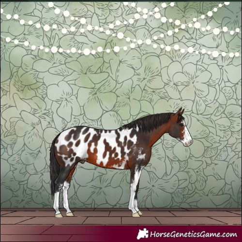 Horse Color:Bay Sabino Blanket 