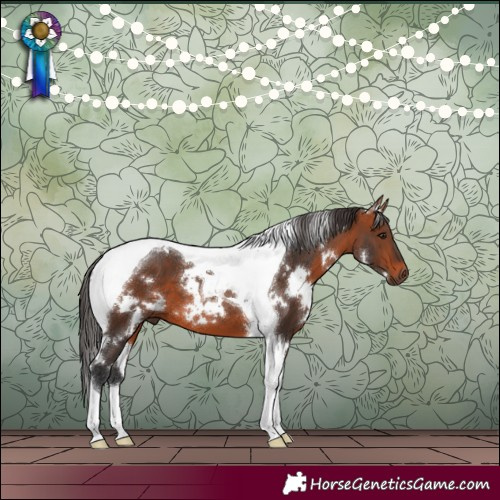 Horse Color:White Spotted Bay Tobiano 
