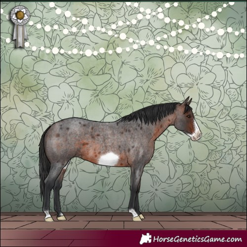 Horse Color:Brown Roan Frame 