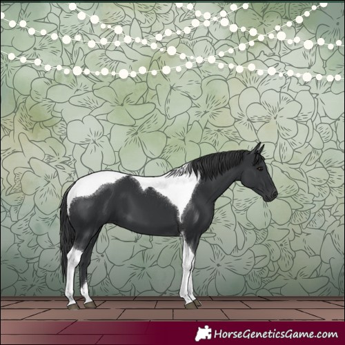Horse Color:Black Tobiano 