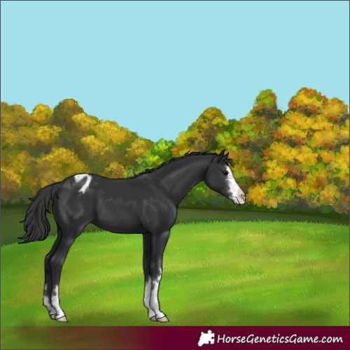 Horse Color:Black Appaloosa