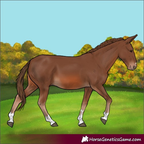 Horse Color:Chestnut 