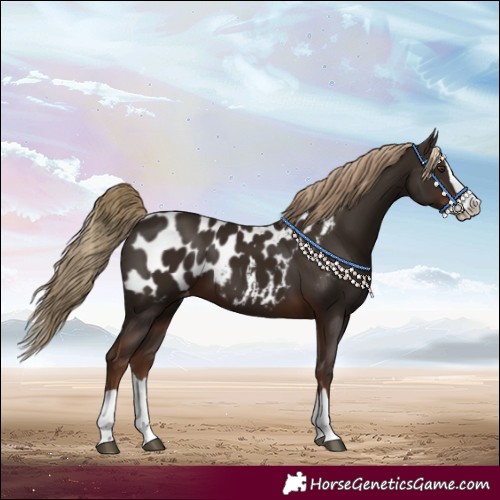 Horse Color:Liver Chestnut Splash Near Leopard 