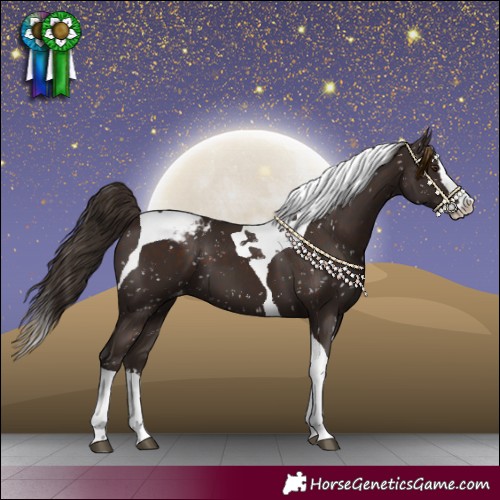 Horse Color:Liver Chestnut Splash Tobiano Snowcap 