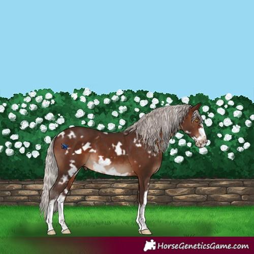 Horse Color:White Spotted Silver Brown Frame Rabicano 