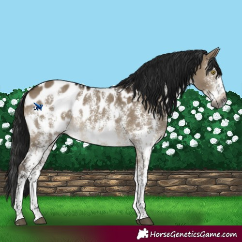 Horse Color:Gray Brown Dun Sabino Splash Near Leopard 