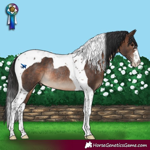 Horse Color:Brown Tobiano Rabicano