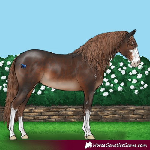 Horse Color:Liver Chestnut Sabino 