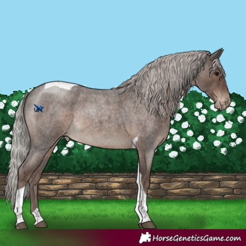 Horse Color:Silver Blue Roan Tobiano Varnish Rabicano