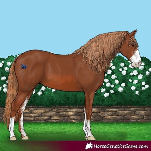 Horse Color:Chestnut Sabino 