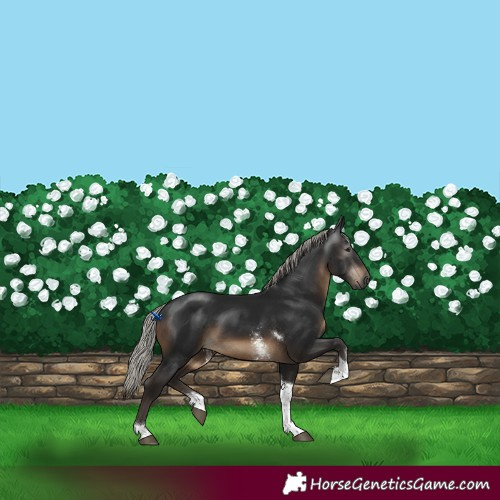 Horse Color:Gray Silver Brown Sabino Tobiano 