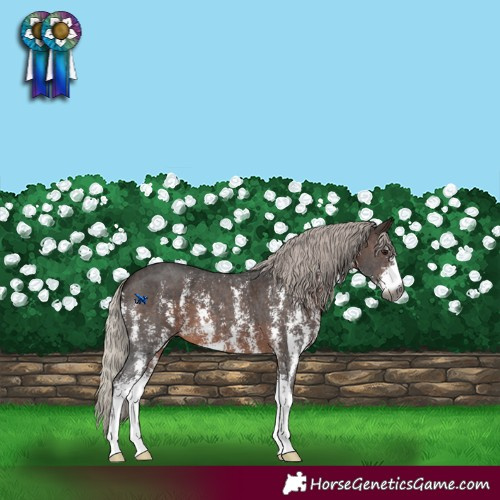 Horse Color:Gray Silver Bay Sabino 