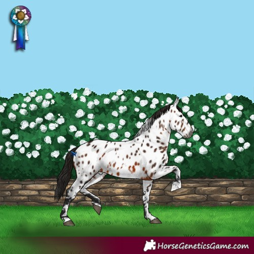 Horse Color:Gray White Spotted Bay Near Leopard 