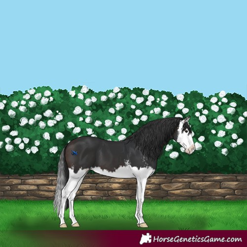 Horse Color:Brown Sabino Splash Varnish 