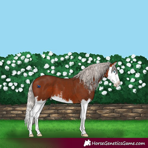 Horse Color:Silver Bay Sabino Splash