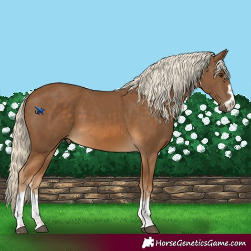 Horse Color:Chocolate Palomino