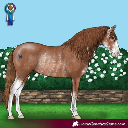 Horse Color:Chestnut Sabino Rabicano