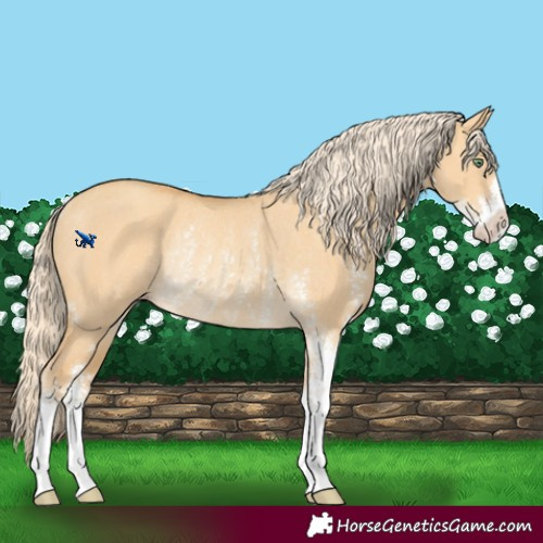 Horse Color:Gold Cream Champagne Dun Sabino Rabicano 