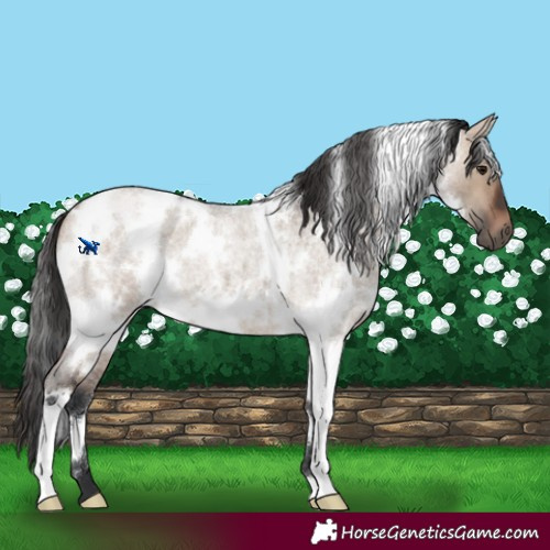 Horse Color:White Spotted Brown Roan Dun 