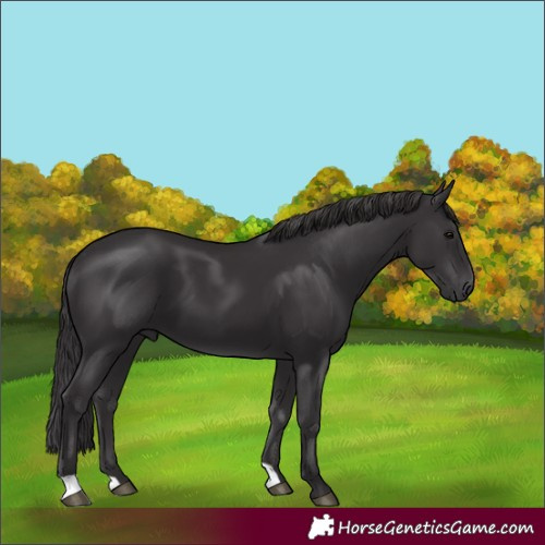Horse Color:Unknown 