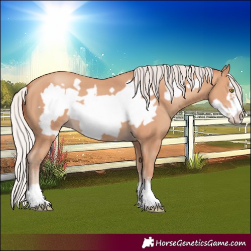 Horse Color:Silver Amber Champagne Frame 