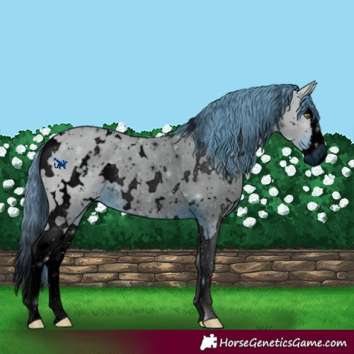 Horse Color:ERROR: UNKNOWN ANOMALY