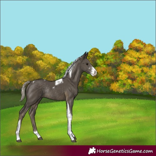 Horse Color:Silver Smoky Black Sabino Tobiano Rabicano 