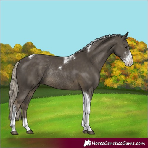 Horse Color:Silver Smoky Black Sabino Tobiano Rabicano
