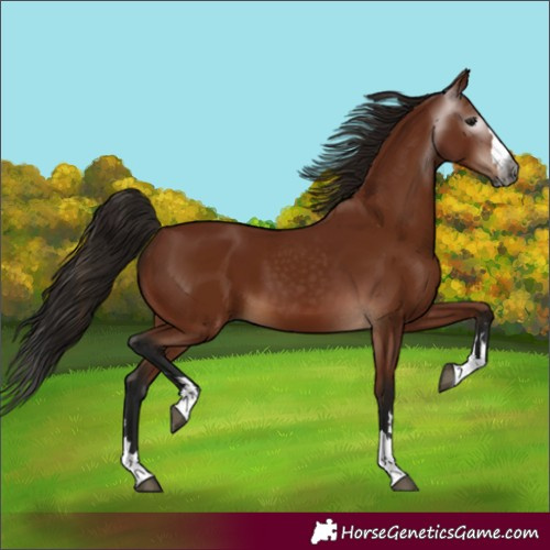 Horse Color:Gray Bay 