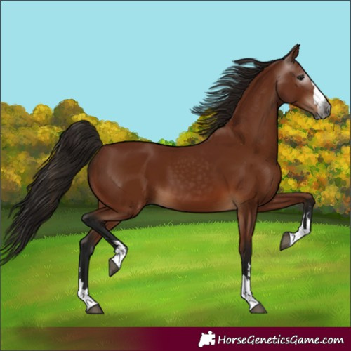 Horse Color:Gray Bay 