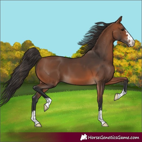 Horse Color:Bay 