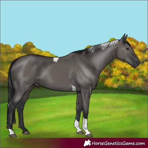 Horse Color:Grullo Tobiano