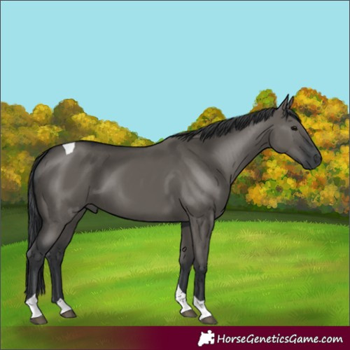 Horse Color:Grullo Tobiano