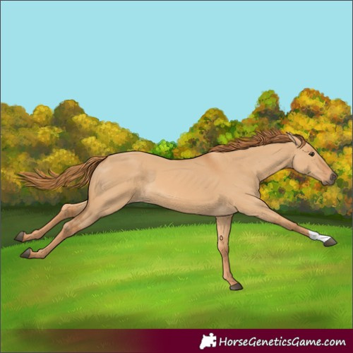 Horse Color:Red Dun 