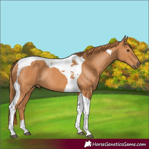Horse Color:Chestnut Tobiano Rabicano 