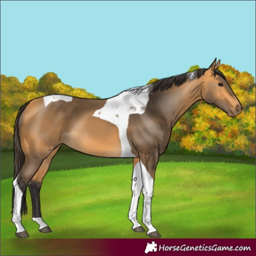 Horse Color:Buckskin Tobiano 