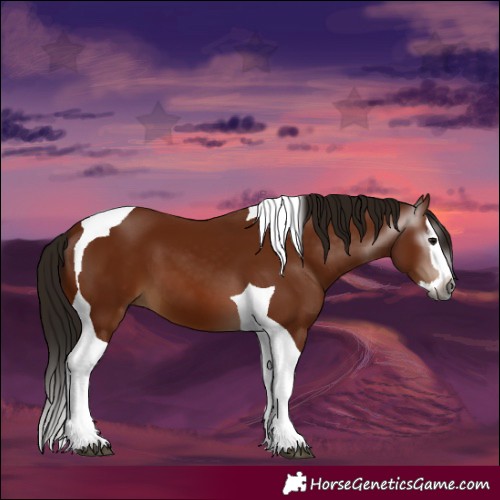 Horse Color:Gray Bay Splash Tobiano 