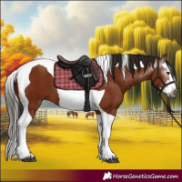 Horse Color:Gray Bay Splash Tobiano 