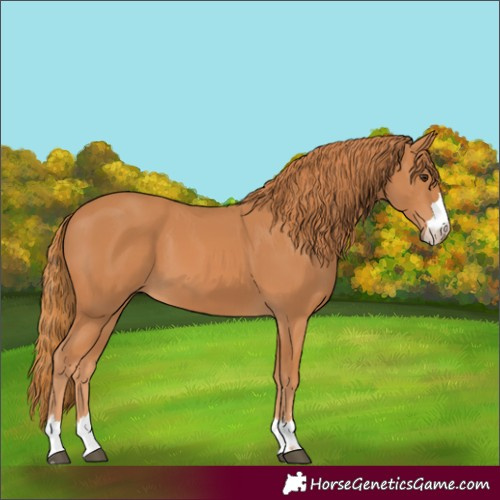 Horse Color:Chestnut 