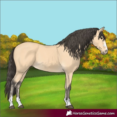 Horse Color:Buckskin