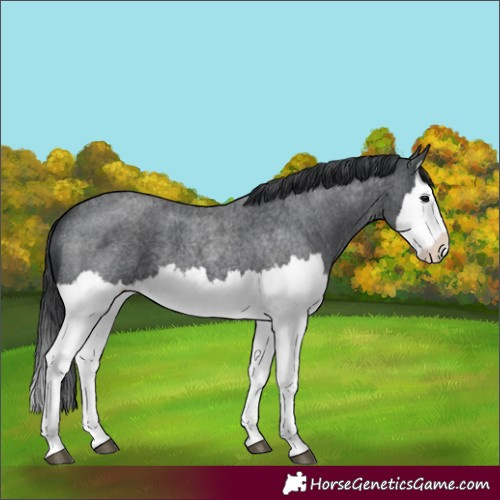 Horse Color:Blue Roan Splash