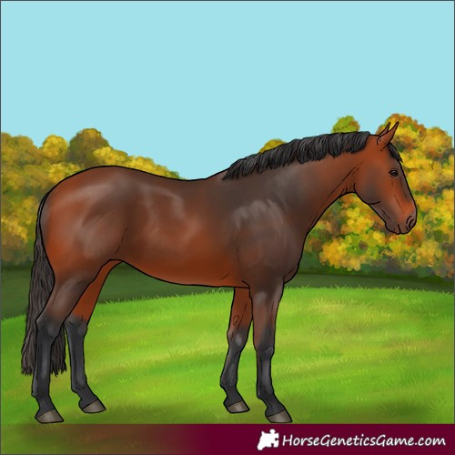 Horse Color:Unknown 