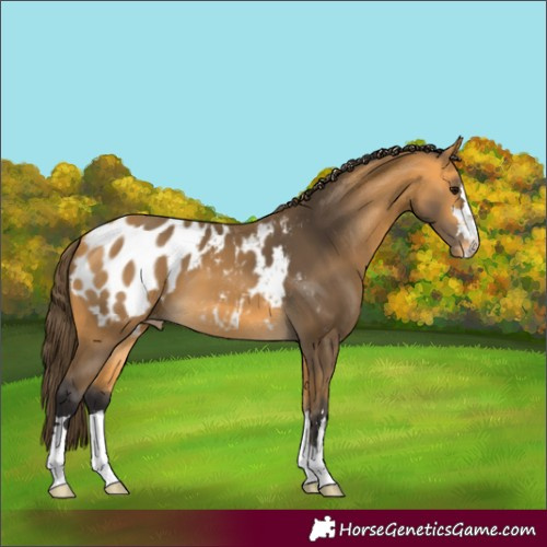Horse Color:Unknown 