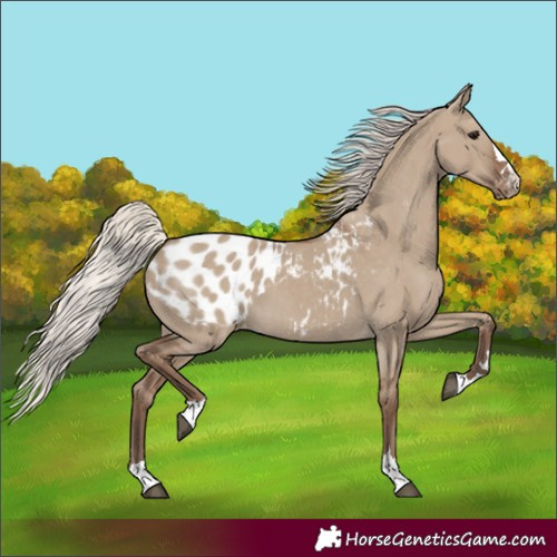 Horse Color:Silver Grullo Blanket