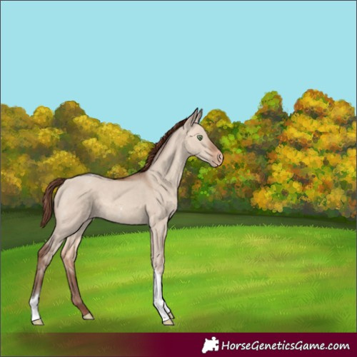 Horse Color:Amber Champagne Dun Tobiano Appaloosa