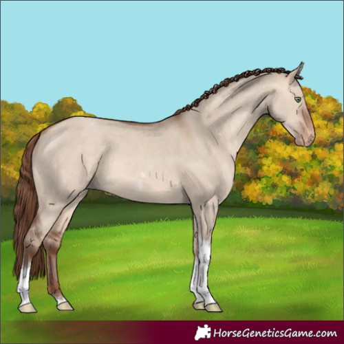 Horse Color:Amber Champagne Dun Tobiano Varnish