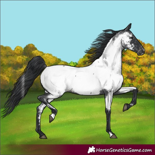 Horse Color:Blue Roan Near Fewspot 